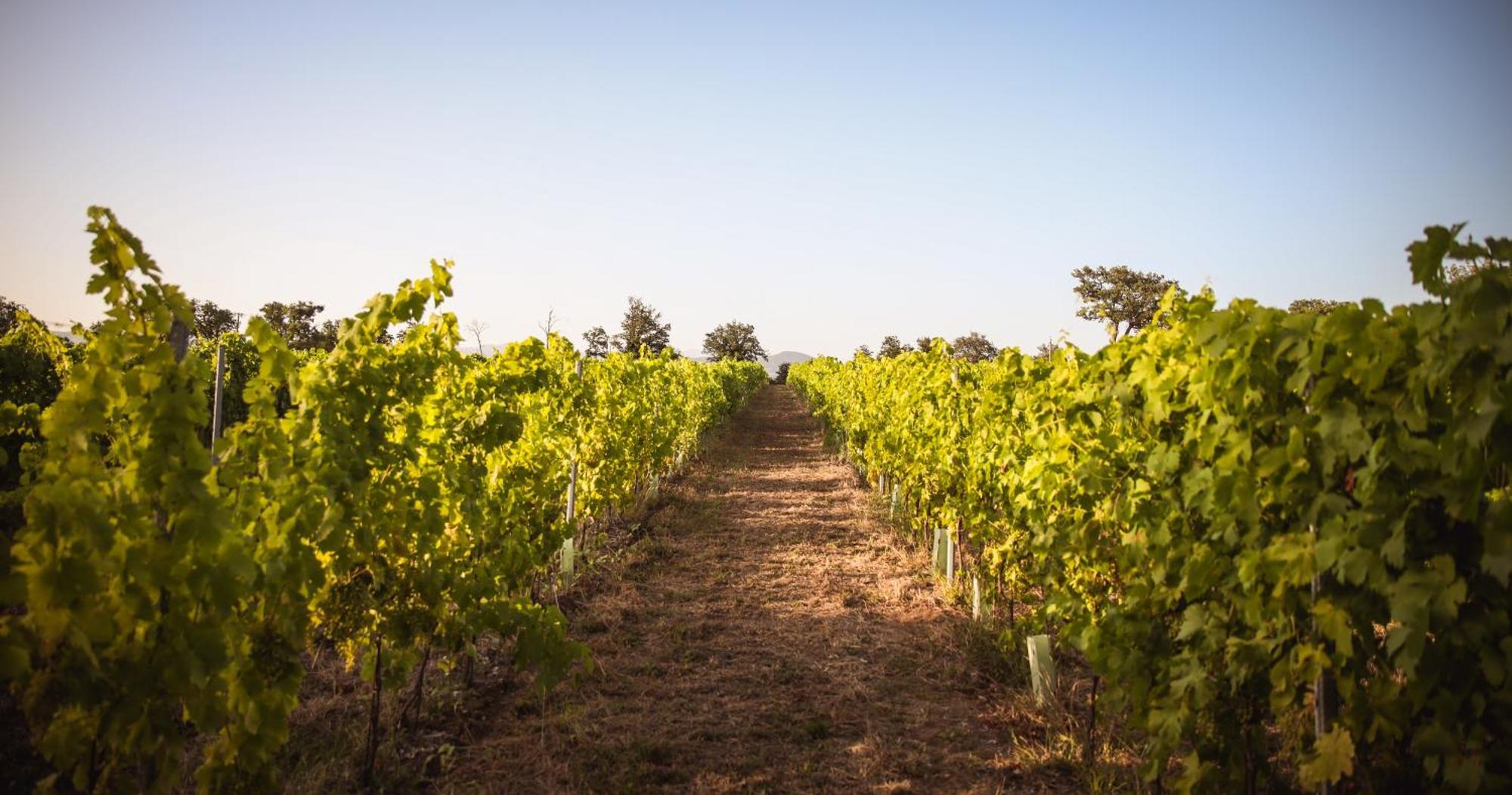 Agriturismo La Vecchia Quercia 蒙特马拉诺 外观 照片