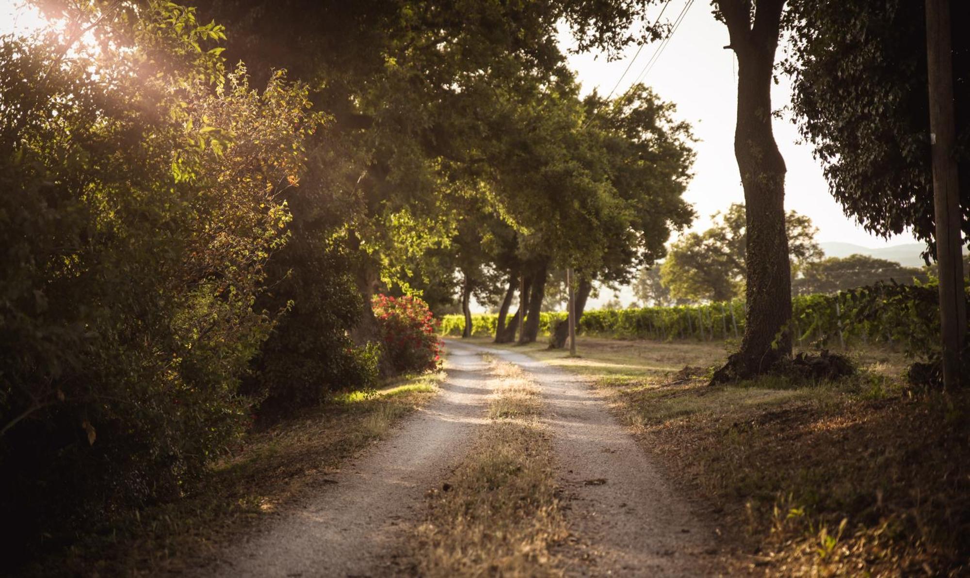 Agriturismo La Vecchia Quercia 蒙特马拉诺 外观 照片
