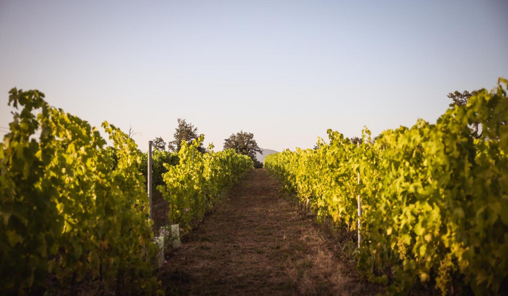 Agriturismo La Vecchia Quercia 蒙特马拉诺 外观 照片