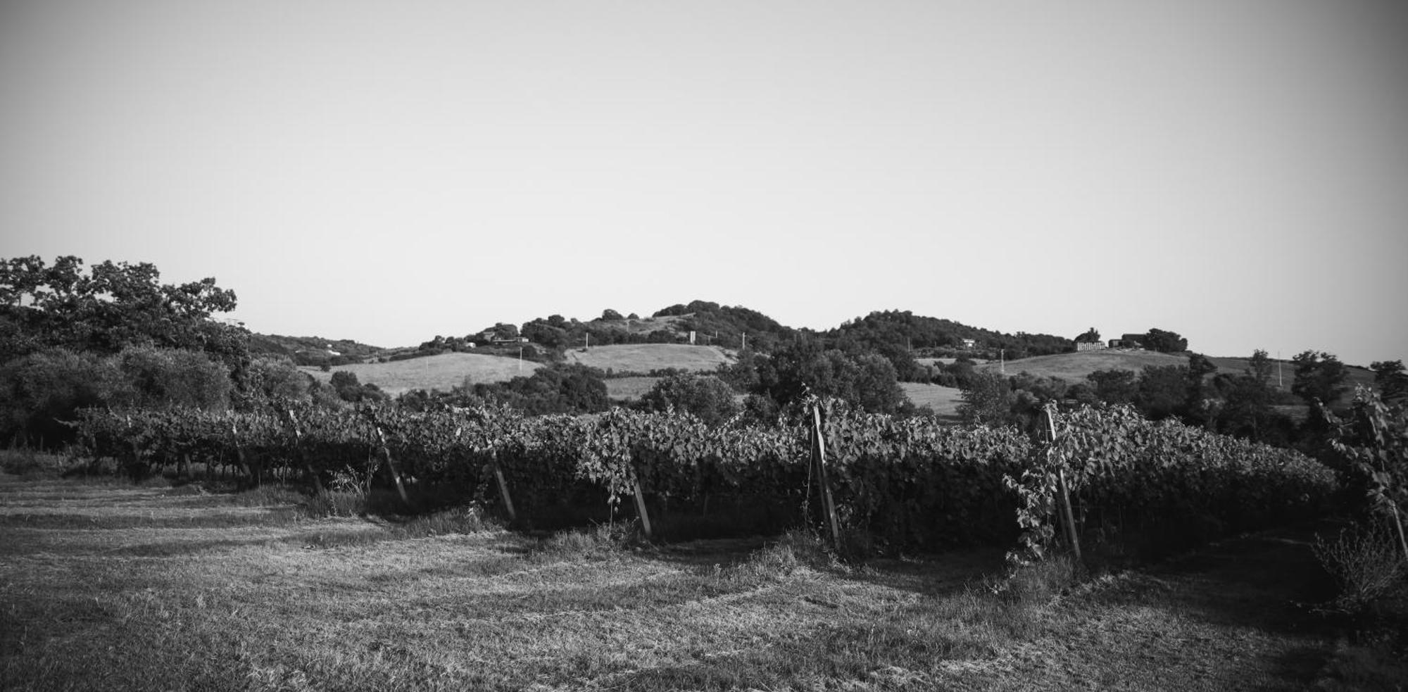 Agriturismo La Vecchia Quercia 蒙特马拉诺 外观 照片