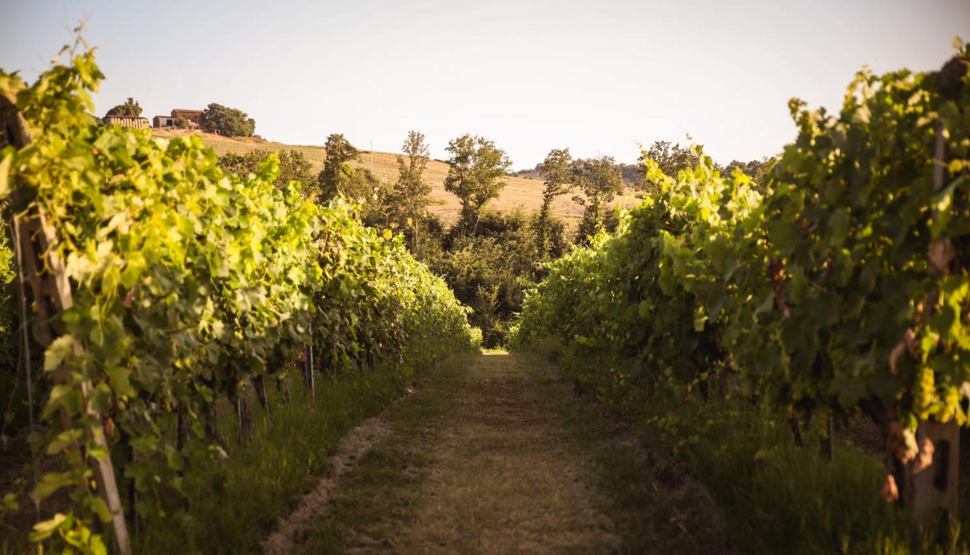Agriturismo La Vecchia Quercia 蒙特马拉诺 外观 照片